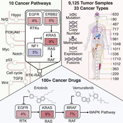 Oncogenic Signaling Pathways in The Cancer Genome Atlas