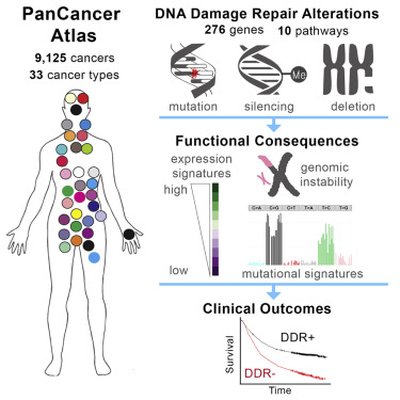 Genomic and Molecular Landscape of DNA Damage Repair Deficiency across The Cancer Genome Atlas