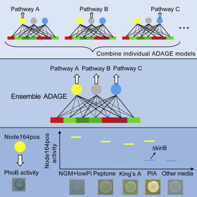 Unsupervised Extraction of Stable Expression Signatures from Public Compendia with an Ensemble of Neural Networks