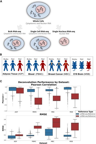 Integrating single-cell and single-nucleus datasets improves bulk RNA-seq deconvolution