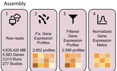 Computationally Efficient Assembly of Pseudomonas aeruginosa Gene Expression Compendia
