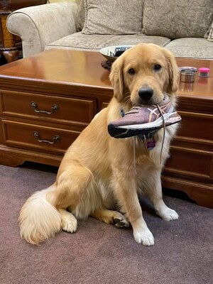 Is a Picture Worth 1,000 SNPs Effects of User-Submitted Photographs on Ancestry Estimates from Direct-to-Consumer Canine Genetic Tests
