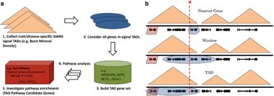 Implicating candidate genes at GWAS signals by leveraging topologically associating domains