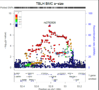 Genome-wide association study implicates novel loci and reveals candidate effector genes for longitudinal pediatric bone accrual