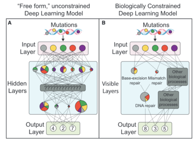 Biologically Informed Neural Networks Predict Drug Responses