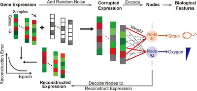 ADAGE analysis of publicly available gene expression data collections illuminates i Pseudomonas aeruginosa-host i interactions