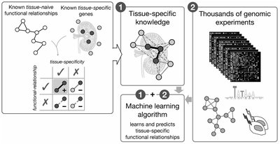 Integrative networks illuminate biological factors underlying gene-disease associations