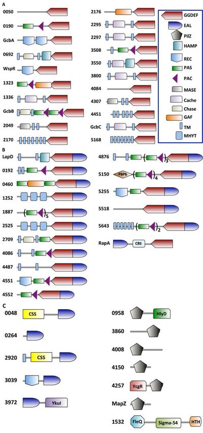 A Multimodal Strategy Used By A Large c-di-GMP Network