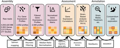 Computationally efficient assembly of a i Pseudomonas aeruginos i a gene expression compendium