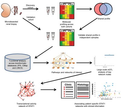 Inflammatory and JAK-STAT Pathways as Shared Molecular Targets for ANCA-Associated Vasculitis and Nephrotic Syndrome