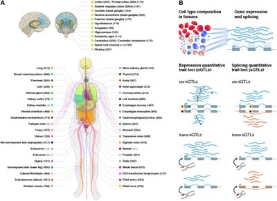 The GTEx Consortium atlas of genetic regulatory effects across human tissues