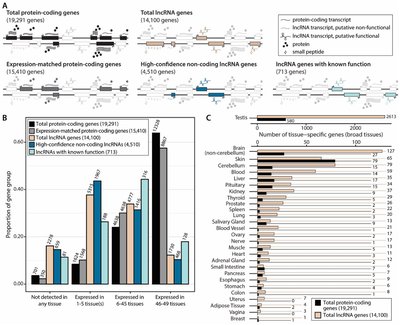 Long non-coding RNA gene regulation and trait associations across human tissues
