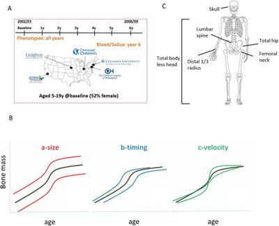 Genome-wide association study implicates novel loci and reveals candidate effector genes for longitudinal pediatric bone accrual through variant-to-gene mapping