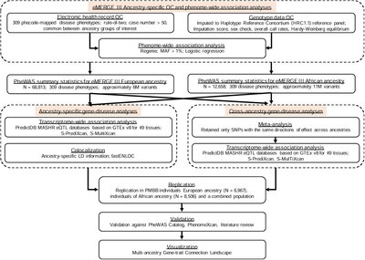 Multi-ancestry gene-trait connection landscape using electronic health record EHR linked biobank data