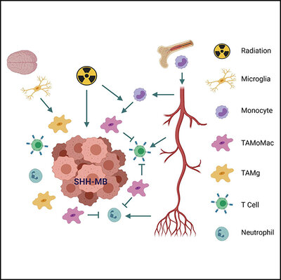 Macrophages in SHH subgroup medulloblastoma display dynamic heterogeneity that varies with treatment modality