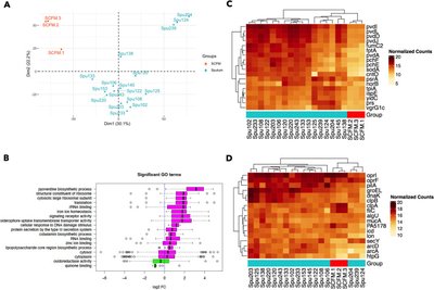 i Pseudomonas aeruginosa i transcriptome analysis of metal restriction in i ex vivo i cystic fibrosis sputum