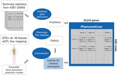 PhenomeXcan: Mapping the genome to the phenome through the transcriptome