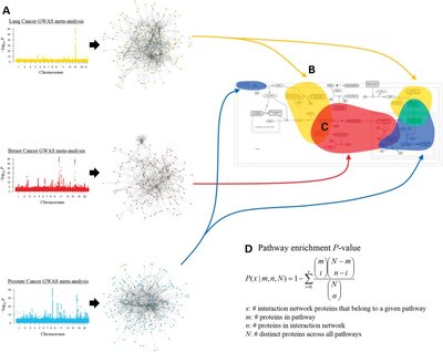 Identification of shared and unique susceptibility pathways among cancers of the lung, breast, and prostate from genome-wide association studies and tissue-specific protein interactions