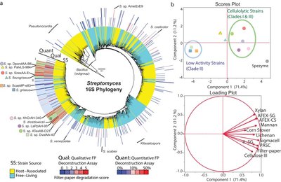 Evolution of High Cellulolytic Activity in Symbiotic Streptomyces through Selection of Expanded Gene Content and Coordinated Gene Expression
