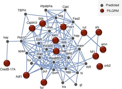 Machine Learning Analysis Identifies i Drosophila Grunge Atrophin i as an Important Learning and Memory Gene Required for Memory Retention and Social Learning