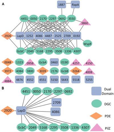 A Multimodal Strategy Used by a Large c-di-GMP Network