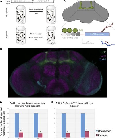 New i Drosophila i Long-Term Memory Genes Revealed by Assessing Computational Function Prediction Methods