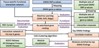 Tissue-specific network-based genome wide study of amygdala imaging phenotypes to identify functional interaction modules