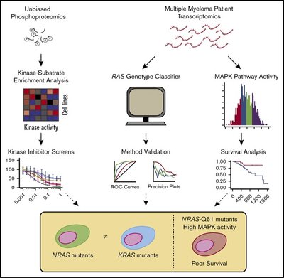 Integrated phosphoproteomics and transcriptional classifiers reveal hidden RAS signaling dynamics in multiple myeloma