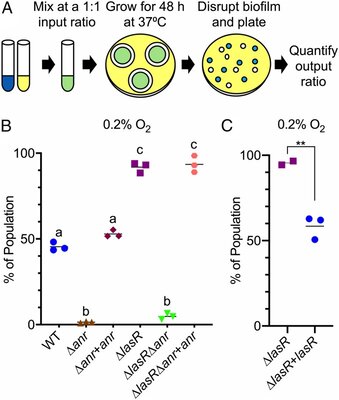 i Pseudomonas aeruginosa lasR i mutant fitness in microoxia is supported by an Anr-regulated oxygen-binding hemerythrin