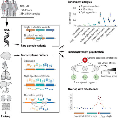 Transcriptomic signatures across human tissues identify functional rare genetic variation