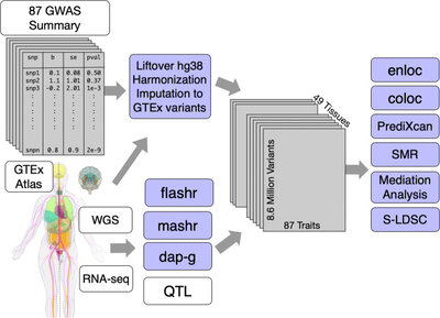 Exploiting the GTEx resources to decipher the mechanisms at GWAS loci